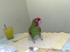 Grünwangen Amazone Amazona viridigenalis