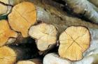 Waldgrundstück Waldgrundstücke zu verkaufen