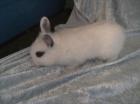 Süßes Löwenköpfchen baby sucht bald ein neues Zuhause