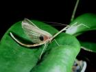 Biete Phyllocrania Cheddikulama Ameles Parasphendale