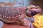 Bartagame Blood Jungtiere ab Mai/Juni abzugeben