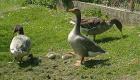 Ganter der Bayr. Landgans Frankengans