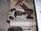Süsse Degus abzugeben 7 Wochen alt