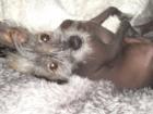 Chinesischer Schopfenhund Chinese Crested Dog sucht Weibchen