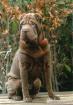 Sharpei and Friends.