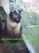 Katzenschutznetze für Ihren Stubentiger -
