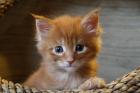 Ein absoluter Traum 2 Maine Coon Kitten.