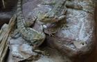 Pogona henrylawsoni Zwergbartagme