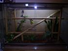 Phelsuma laticauda 1 1 Golstaubtaggecko