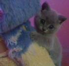 British Blue