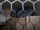 3 Chinchillaböcke suchen ein neues Zuhause