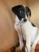 Teddy sucht ein passendes Zuhause