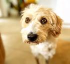 Renate sucht ein passendes Zuhause