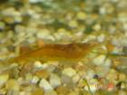 Hochzuchtgarnelen/z. b Schwarze Tiger Red u Black Bees alle Klassen