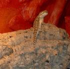 Pogona henrylawsoni Zwergbartagme