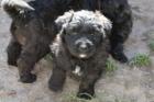 Bouvier des Flandres Welpen Rüden