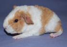 Junge Rassemeerschweinchen aus liebevoller Zucht