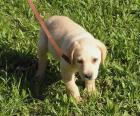 Labradormischlinge