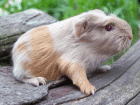 Rassemeerschweinchen aus Hobbyzucht Coronet in Beige-Gold-Weiß