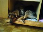 DRINGEND 2 ZIMMER WOHNUNG
