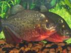 Piranhas wegen umzug abzugeben