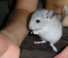 Chinchilla Böckchen in 77966 Kappel-Grafenhausen abzugeben