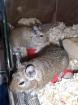 2 Degu Weibchen suchen ein liebevolles Zuhause