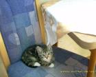 8. wochen junge katzenbaby s suchen ein zuhause