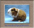Süße zutrauliche Meerschweinchen aus Hobbyzucht