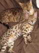 Reinrassige Bengalkatze mit eigenem Kitten Kater suchen neues zuhause Not Abg