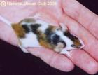 Tricolor-Farbmaus gesucht