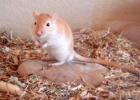 Gerbils Wüstenrennmäuse Thüringen