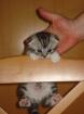 BKH Silvertabby/Scottish Fold Babys ohne Papiere