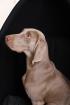 Weimaranerhündin sucht neues zuhause