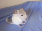 2 Chinchilla-Böckchen Brüder Silberschecke VT Standard VT suchen ein neues z