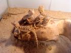 Bartagamenbabys Bartagame Farbbartagame