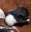 3 kleine männliche Rattenwelpen aus Oldenburg suchen zu Hause