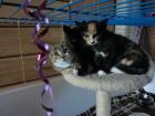Katzenkinder suchen Schmuseopfer