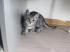 Türkisch halb angora Kater und Kätzchen zu verkaufen