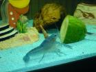 1 PÄRCHEN Blauer Floridahummer Procambarus alleni Babys