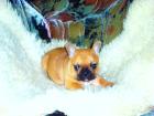 Süsse Französischbulldogwelpen mit Ahnentafel