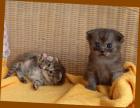 Teddy - Babykatzen suchen sehr liebes Zuhause.