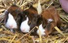Junge Meerschweinchen
