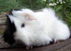 Rassemeerschweinchen aus Hobbyzucht versch. Rassen u. Farben