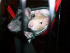 2 Weibliche Ratten abzugeben 4 Monate alt incl Zubehör und Käfig