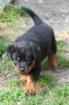 Rottweilerwelpe Hündin 8 Wo.