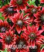 Roter Sonnenhut Cherry Brandy der Blickfang
