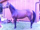 Braver brauner 3-jähriger Fleiner-Wallach roh