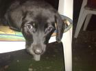 Labrador-Mix-Welpen 8 Wo. nur noch 2 welpen abzugeben