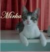 Mirka kleines Katzenmädchen sucht eine Heimat
